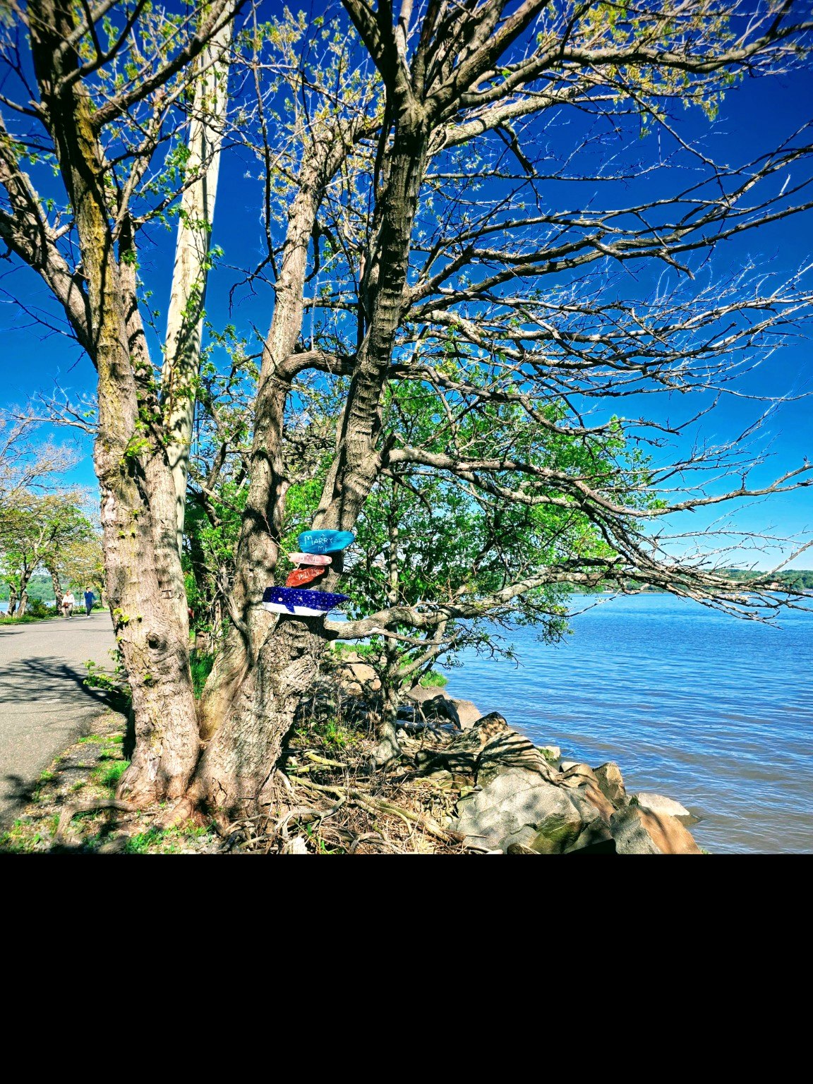 Tree at the waterfront